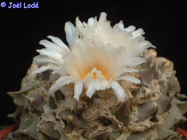 Ariocarpus furfuraceus Carambollo CITES, not outside EU