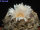 Ariocarpus furfuraceus Carambollo CITES, not outside EU