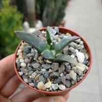 Ariocarpus furfuraceus CITES, not outside EU