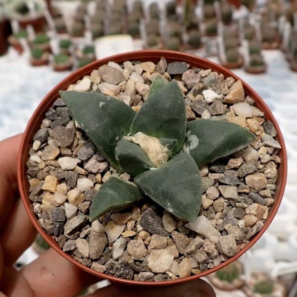Ariocarpus furfuraceus v. rostratus CITES, not outside EU