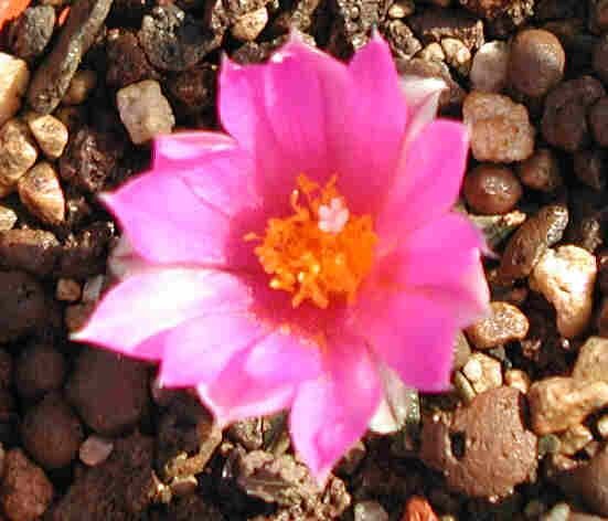 Ariocarpus kotschoubeyanus gepfr. CITES, not outside EU