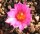 Ariocarpus kotschoubeyanus gepfr. CITES, not outside EU