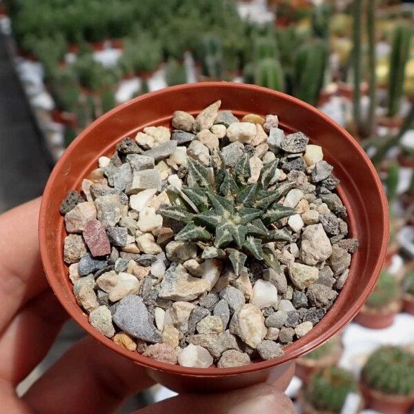 Ariocarpus kotschoubeyanus v. albiflorus CITES, not outside EU