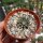 Ariocarpus kotschoubeyanus v. albiflorus CITES, not outside EU