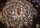 Ariocarpus kotschoubeyanus v. elephantidens KDN 06-15  CITES, not outside EU