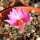 Ariocarpus kotschoubeyanus CITES, not outside EU