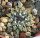Ariocarpus kotschoubeyanus CITES, not outside EU