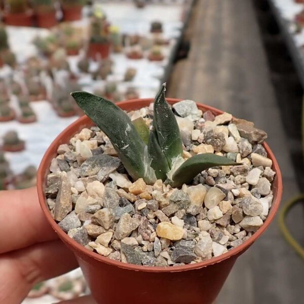 Ariocarpus retusus v. Galleana CITES, not outside EU