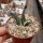 Ariocarpus retusus v. Galleana CITES, not outside EU