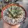 Ariocarpus retusus v. scapharostroides CITES, not outside EU