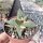 Ariocarpus retusus v. scapharostroides CITES, not outside EU