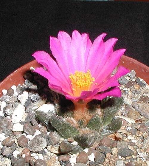 Ariocarpus scaphirostris CITES, not outside EU