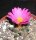 Ariocarpus scaphirostris CITES, not outside EU