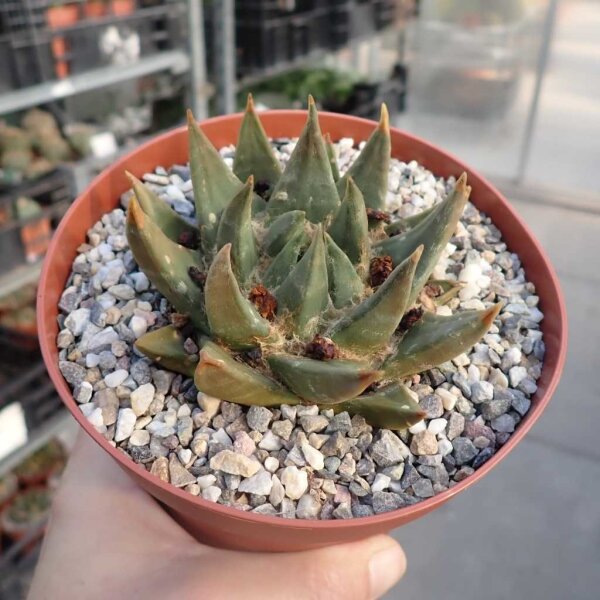 Ariocarpus trigonus CITES, not outside EU