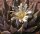 Ariocarpus trigonus CITES, not outside EU