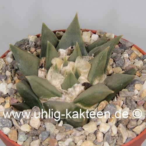 Ariocarpus trigonus Hybr. CITES, not outside EU