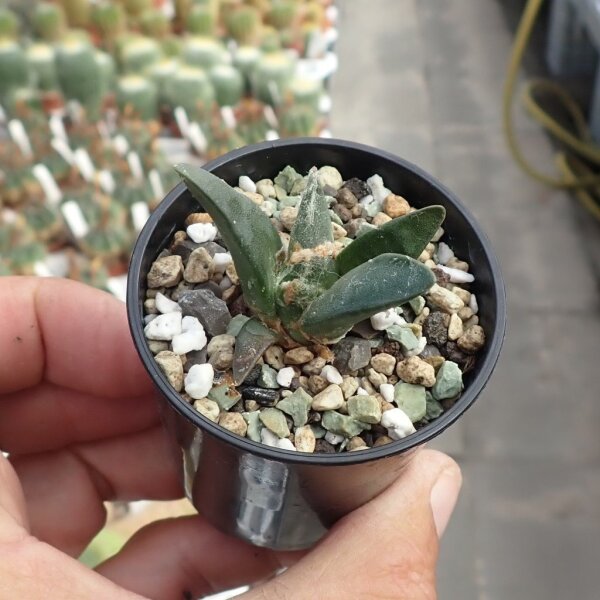Ariocarpus trigonus Lucio Blanco, Tamaulipas, Mexico CITES, not outside EU