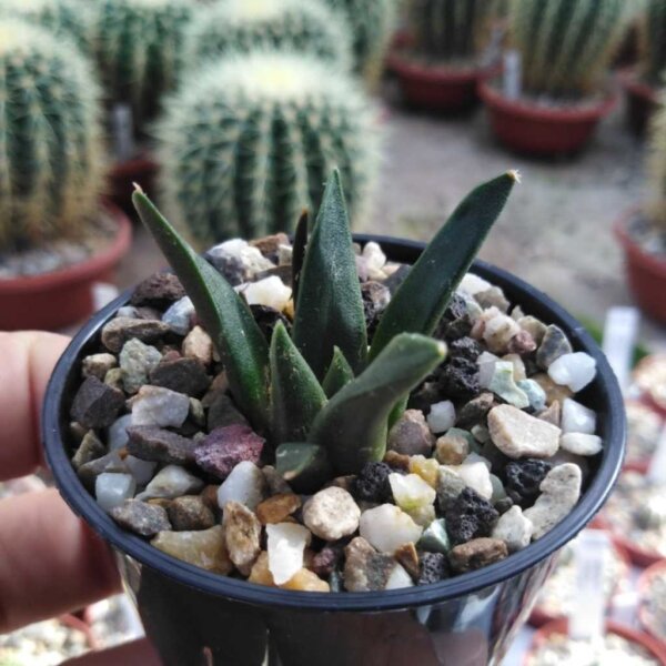 Ariocarpus trigonus Jaumave, Mx.101 CITES, not outside EU