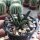 Ariocarpus trigonus Jaumave, Mx.101 CITES, not outside EU