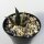 Ariocarpus trigonus Jaumave, Mx.101 CITES, not outside EU