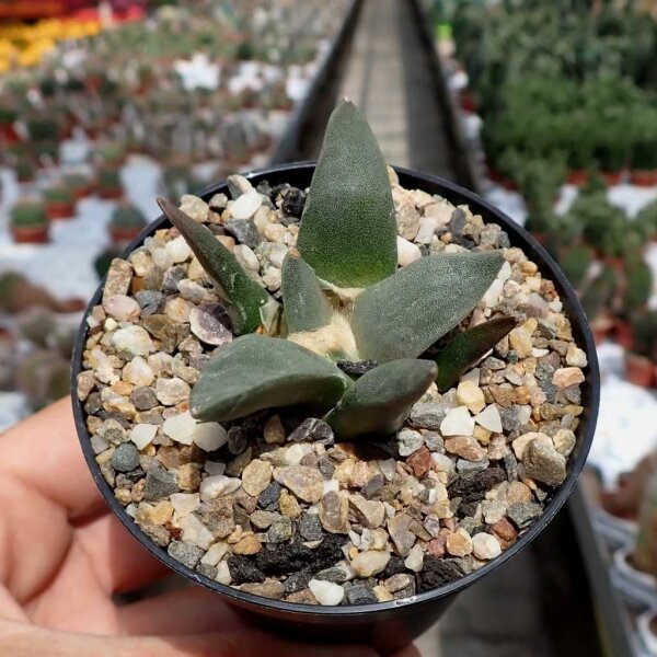 Ariocarpus trigonus v. confusus Aramberri CITES, not outside EU