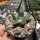 Ariocarpus trigonus v. confusus Aramberri CITES, not outside EU