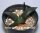 Ariocarpus trigonus v. confusus Aramberri CITES, not outside EU