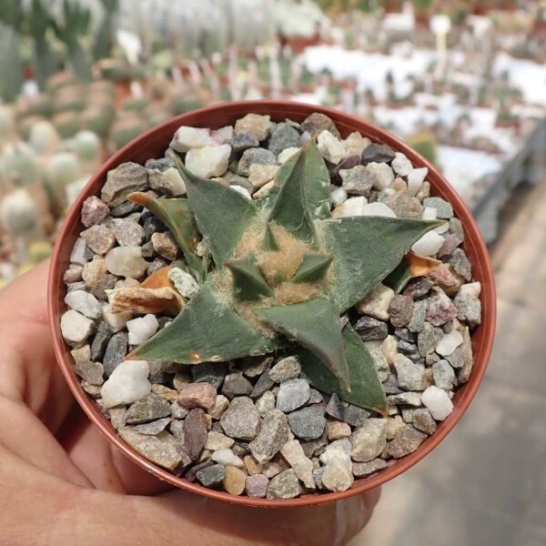 Ariocarpus trigonus v. confusus cv. Weißgelbe Blüte Aramberri CITES, not outside EU