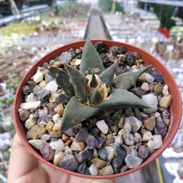 Ariocarpus trigonus v. horaceki CITES, not outside EU