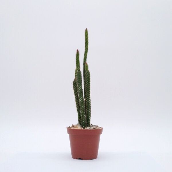 Arrojadoa penicillata v. spinosior