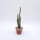 Arrojadoa penicillata v. spinosior