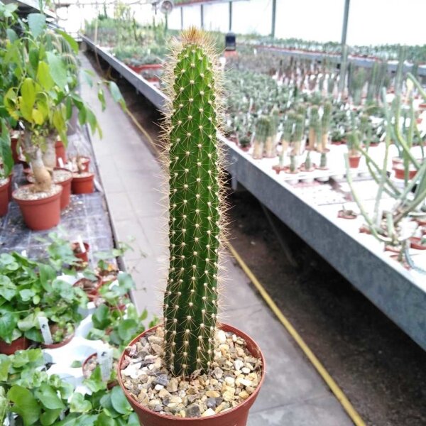 Arrojadoa rhodantha ssp. aureispina