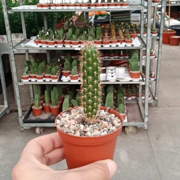 Arrojadoa rhodantha ssp. theunisseniana