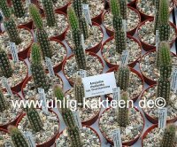 Arrojadoa rhodantha ssp. theunisseniana
