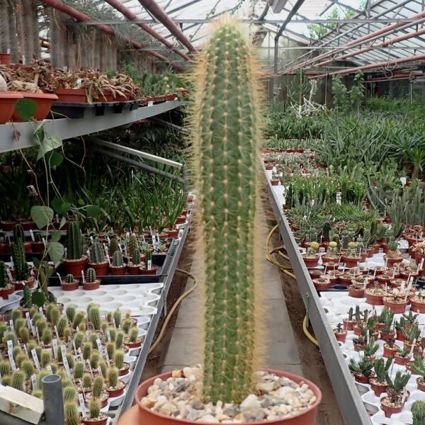 Arthrocereus spinosissimus HU 328