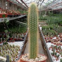 Arthrocereus spinosissimus HU 328