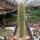 Arthrocereus spinosissimus HU 328