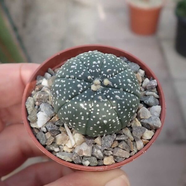 Astrophytum asterias CITES, not outside EU