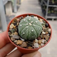 Astrophytum asterias CITES, not outside EU