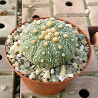 Astrophytum asterias CITES, not outside EU