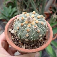 Astrophytum asterias CITES, not outside EU