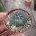 Astrophytum asterias CITES, not outside EU