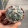 Astrophytum asterias CITES, not outside EU