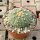 Astrophytum asterias CITES, not outside EU