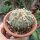 Astrophytum asterias CITES, not outside EU