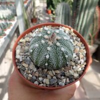 Astrophytum asterias-Hybr. B-Flower