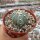 Astrophytum asterias-Hybr. B-Flower