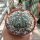 Astrophytum asterias-Hybr. B-Flower