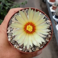 Astrophytum asterias cv. Super Kabuto