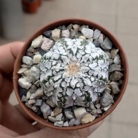 Astrophytum asterias cv. Super Kabuto